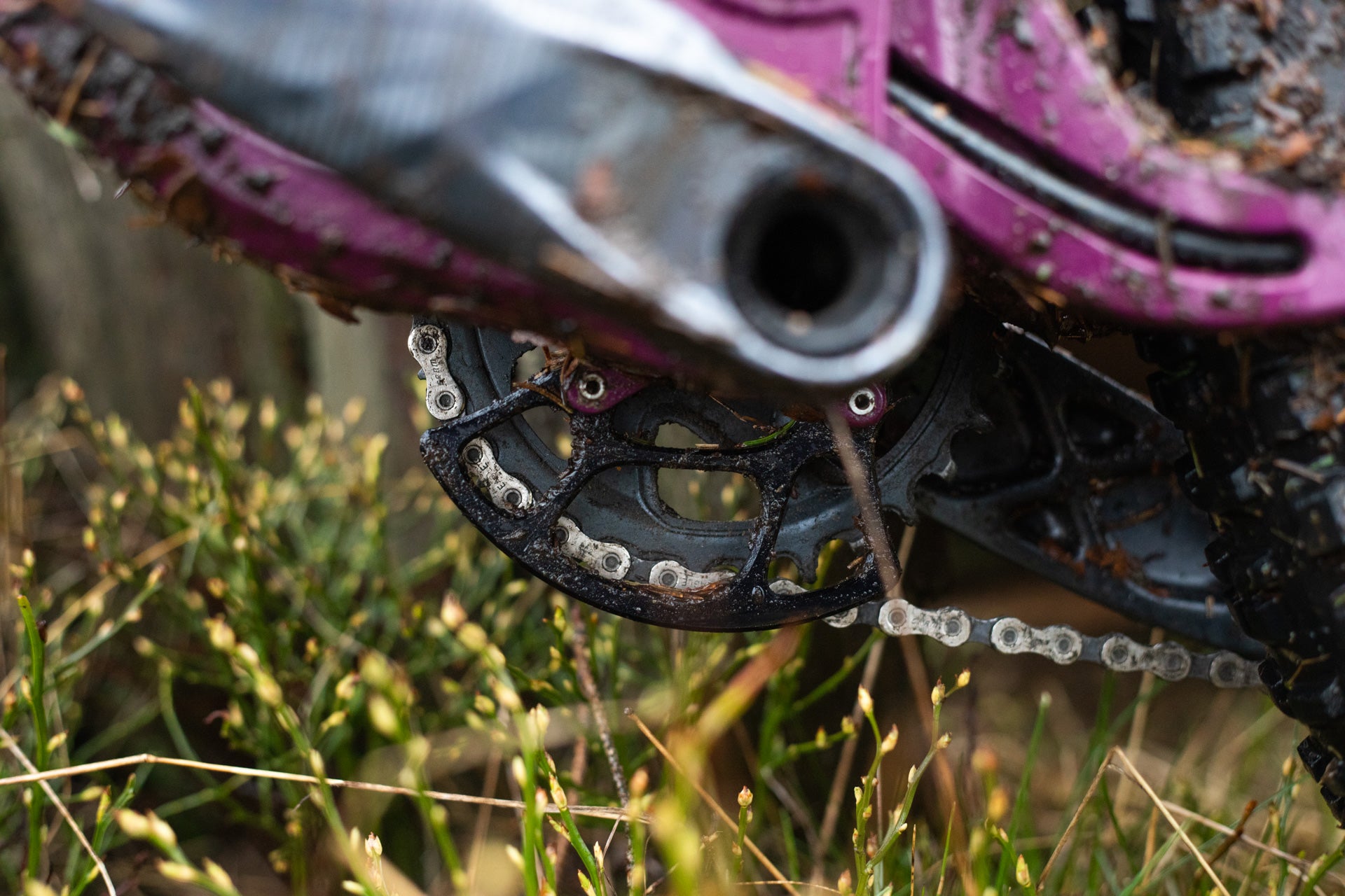 Rusty black bicycle chainring with chain on a muddy purple mountain bike frame, surrounded by green grass.