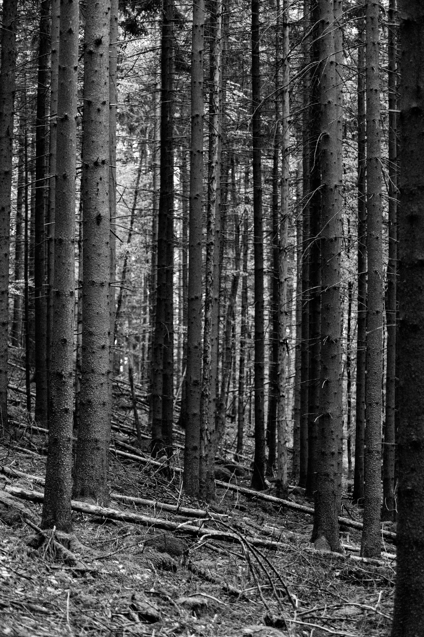 Bäume im Wald Natur