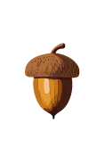 Oak nut