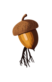 Oak nut with roots