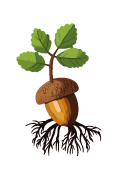 Oak nut with roots and first leaves