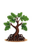 Little oak tree with roots